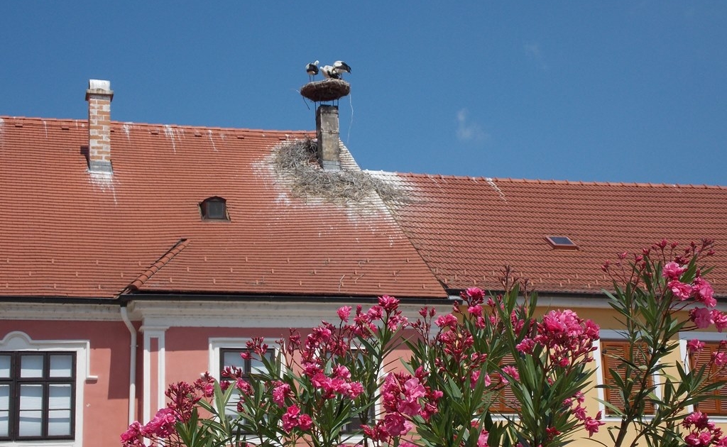 burgenland-rust-golya