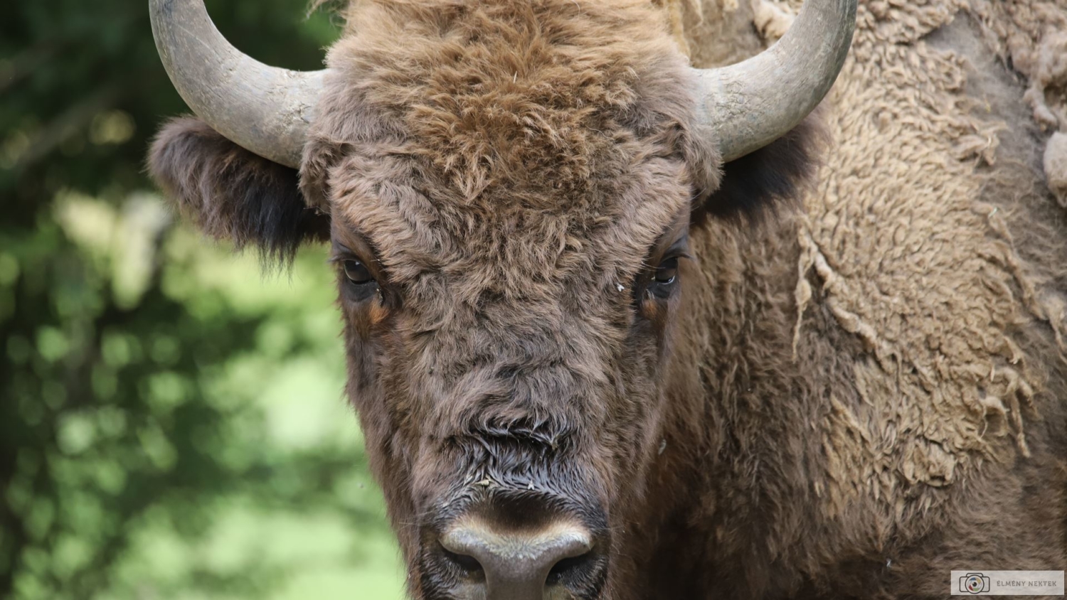 Egy igazán kapitális látnivaló az Őrségben: a bölény - ÉlményNektek