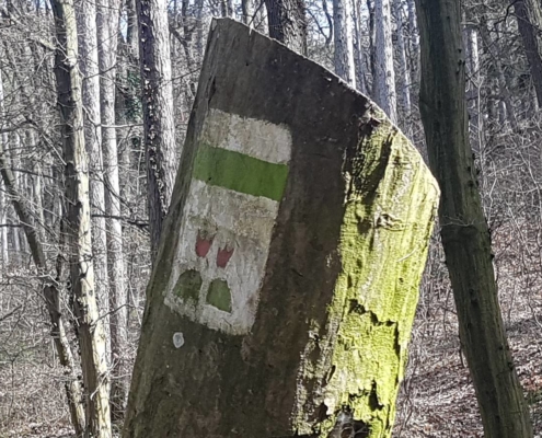 ciklamen-tanosveny-sopron