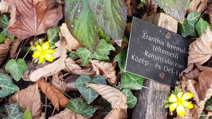 Egyetemi botanikus kert botanikus-kert-sopron-teltemeto