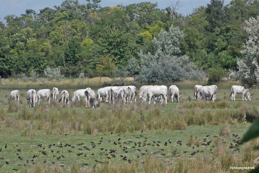 neusiedler-see-nemzeti park