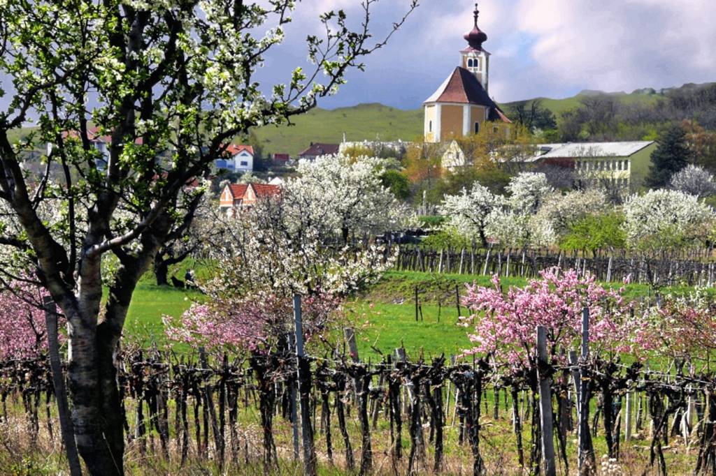 Cseresznyevirágzás kerékpárút, Burgenland kerekpartura-burgenland