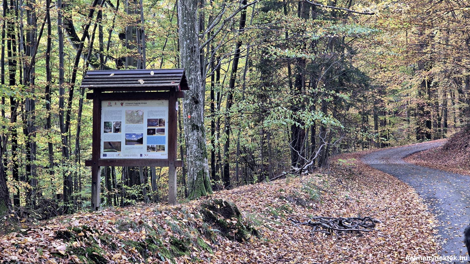 furtos-bodza-tanösveny-sopron-erdo